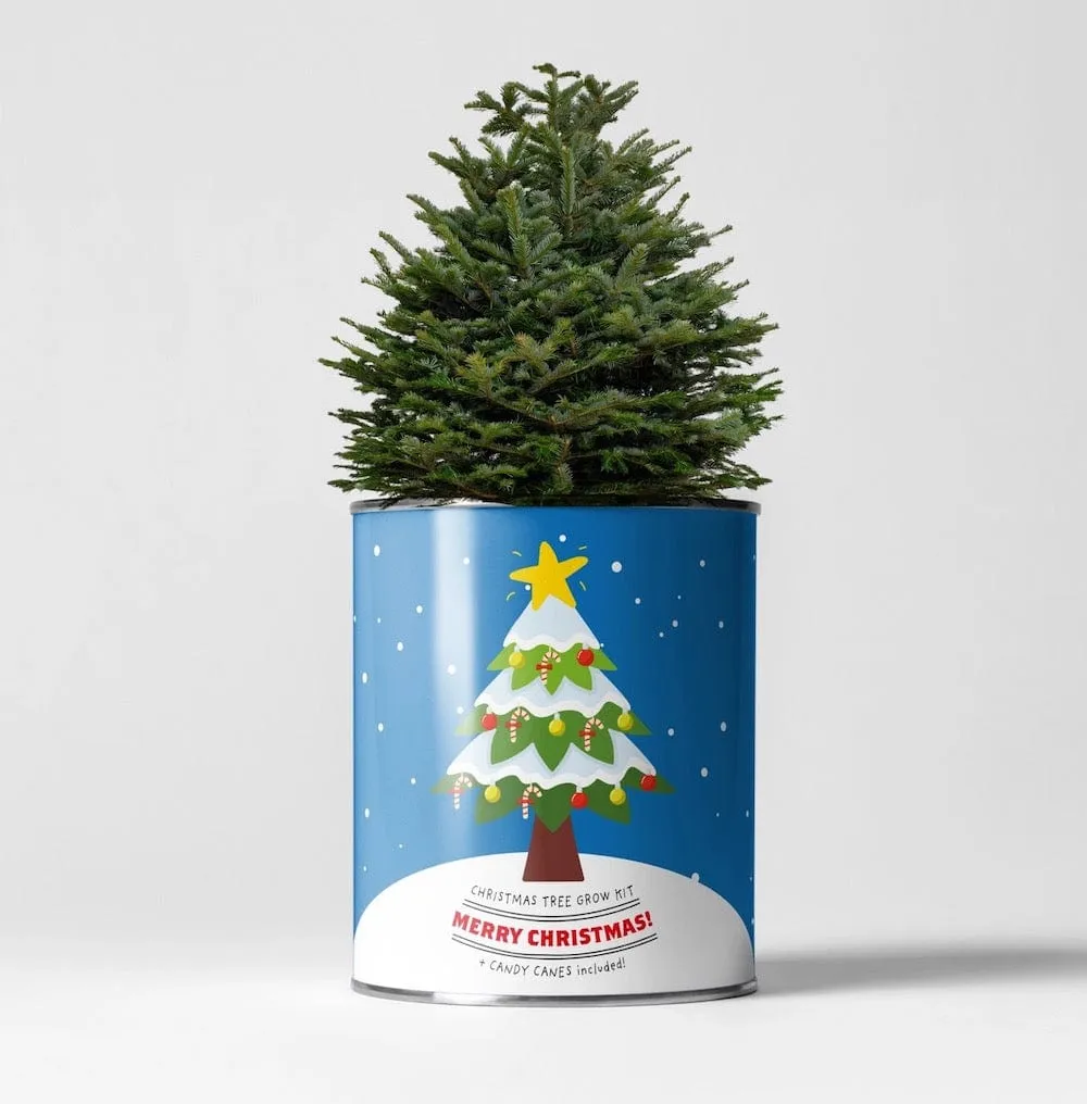 Christmas Tree Growing Kit by The Plant Gift Co.