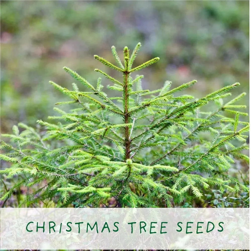 Christmas Tree Growing Kit by The Plant Gift Co.