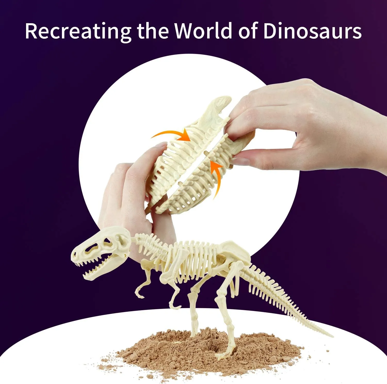 Dinosaur Excavation Model Kit