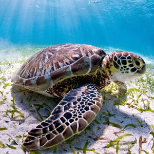 Sea turtle